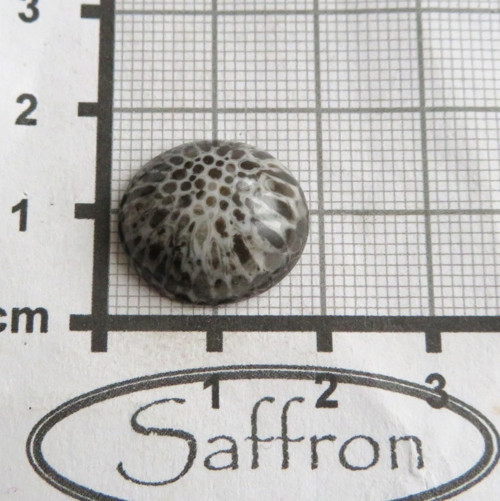 Bryozoan Kabošon č.1 — foto 2