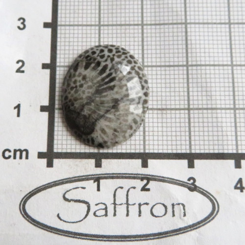Bryozoan Kabošon č.2 — foto 2