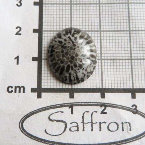 Bryozoan Kabošon č.4 — foto 2