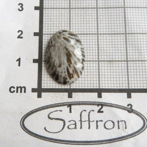 Bryozoan Kabošon č.5 — foto 2