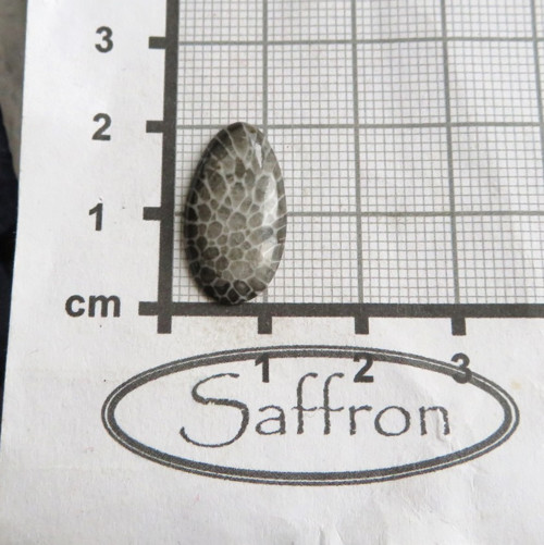 Bryozoan Kabošon č.6 — foto 2