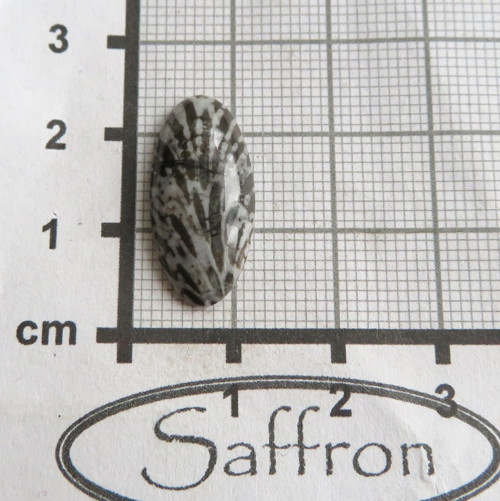 R Bryozoan Kabošon č.7 — foto 2