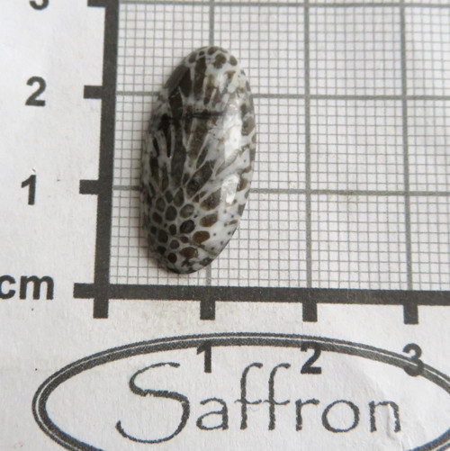 Bryozoan Kabošon č.8 — foto 2