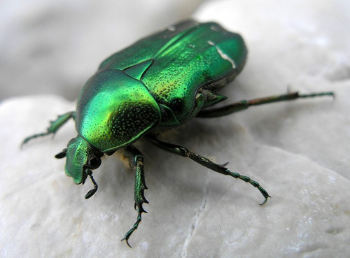 Korzet zlatohlávek — foto 4