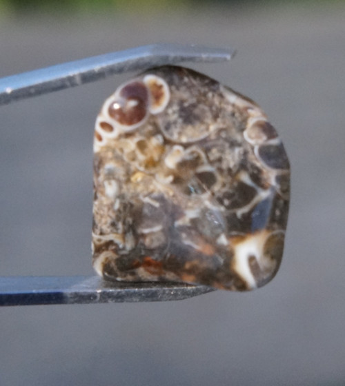 Turritella D7378 — foto 2