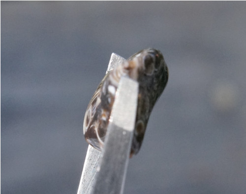 Turritella D7378 — foto 3
