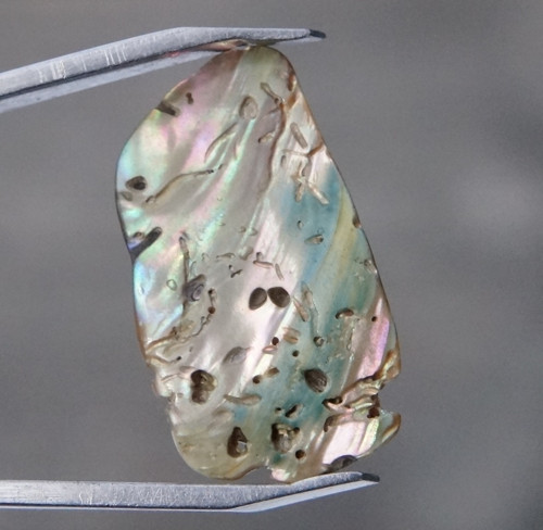 Paua mušle D7420 — foto 2