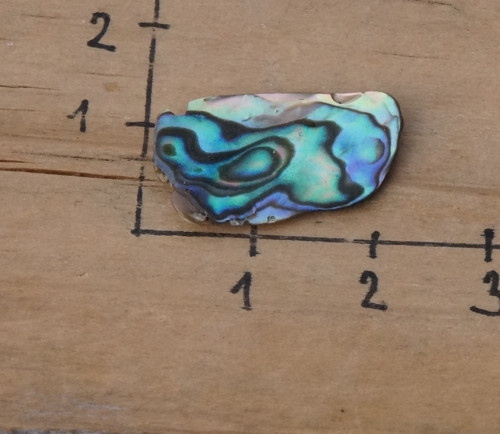 Paua mušle D7420 — foto 4