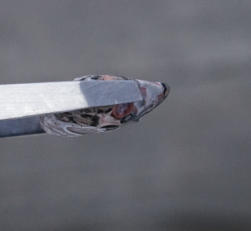 Jaspis leopardí D7483 — foto 3
