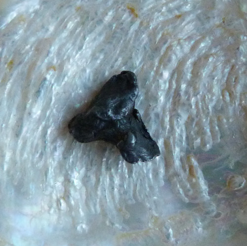 Meteorit - Sikhote-Alin — foto 3