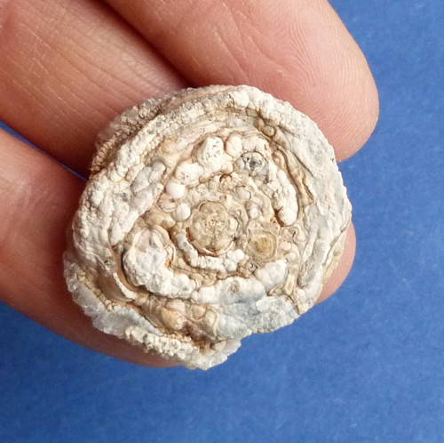 Chalcedon hadí oko — foto 2
