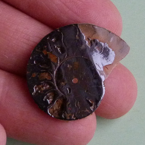 Amonit — foto 2