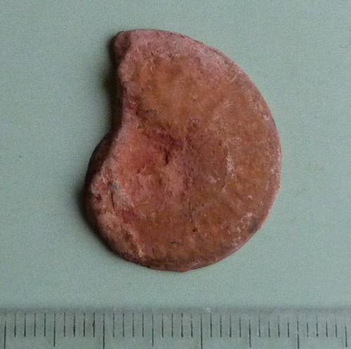 Amonit — foto 3