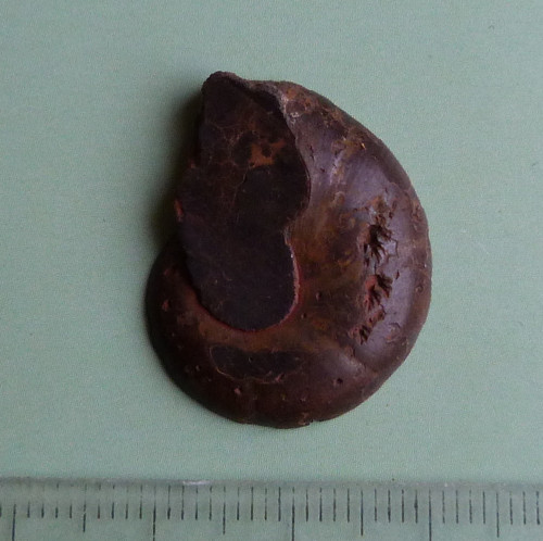 Amonit — foto 2