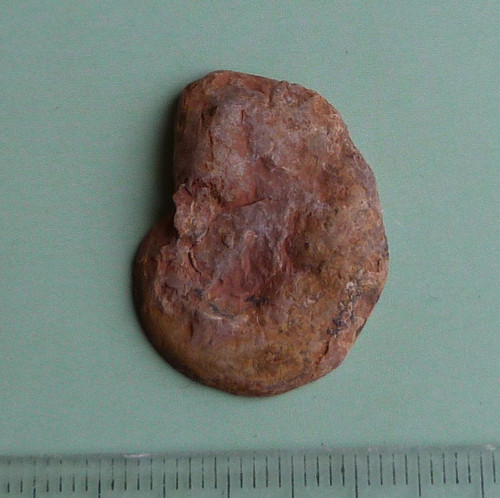 Amonit — foto 2