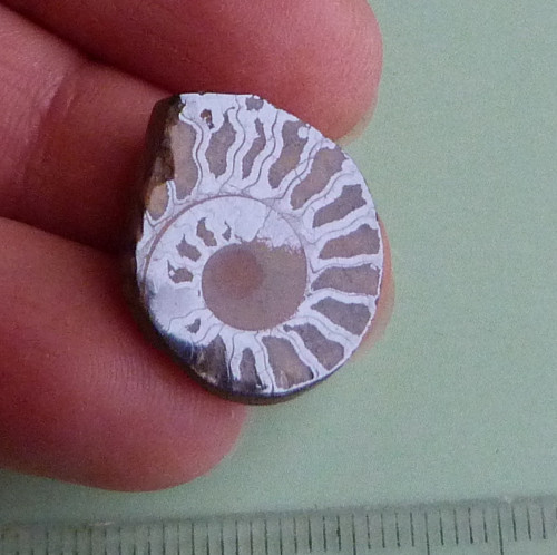 Amonit — foto 2