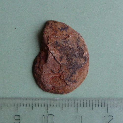Amonit — foto 2