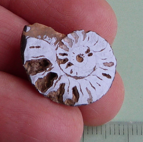 Amonit — foto 2