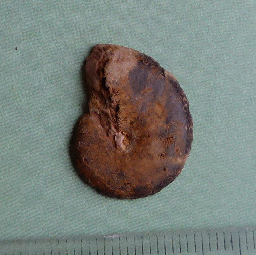 Amonit — foto 3
