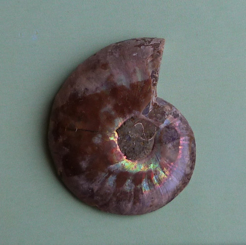 Amonit — foto 5