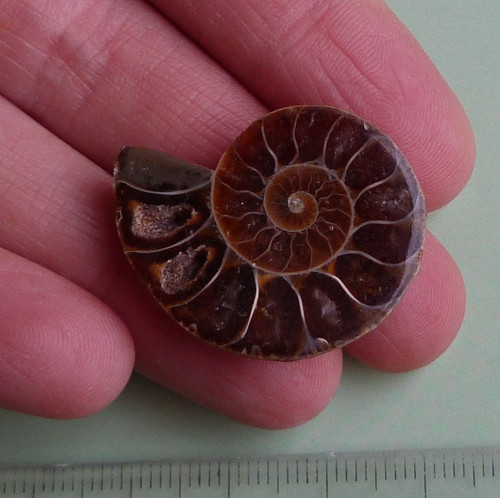 Amonit — foto 2