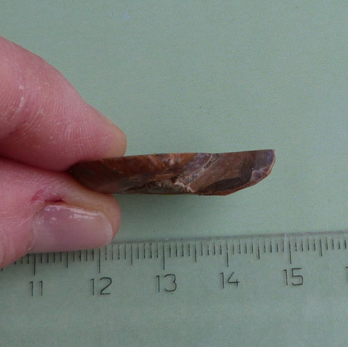 Amonit — foto 3