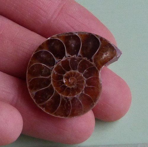 Amonit — foto 2