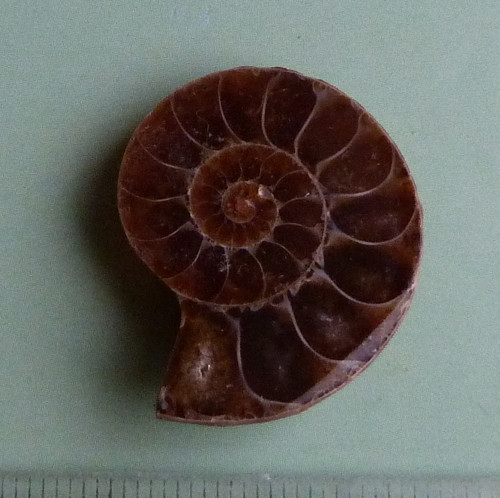 Amonit — foto 3