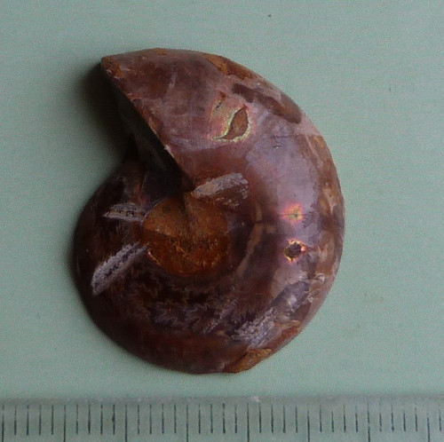 Amonit — foto 4