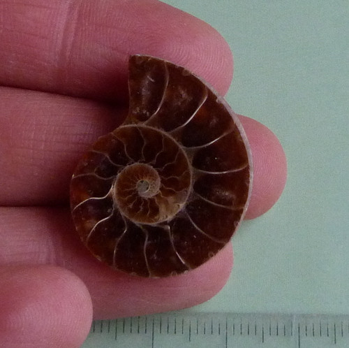 Amonit — foto 2