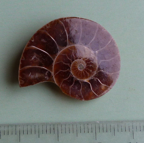 Amonit — foto 3
