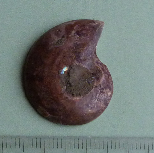 Amonit — foto 4