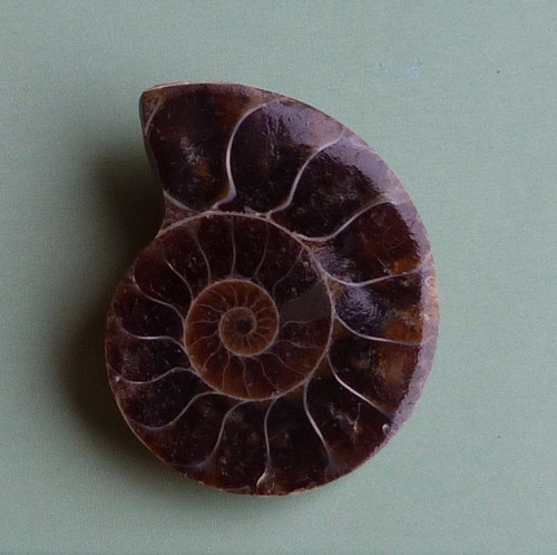 Amonit — foto 2