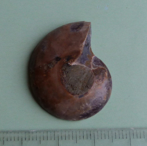 Amonit — foto 3