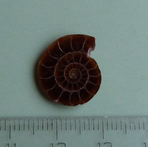 Amonit — foto 2