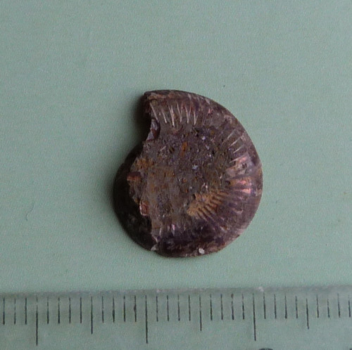 Amonit — foto 3