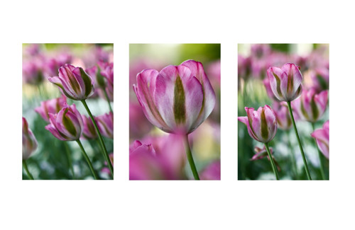 Fotografie na přání — foto 2