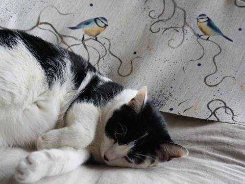 Sýkorky — foto 6
