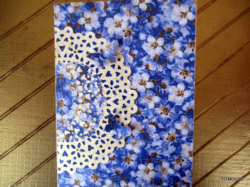 Forget-me-not — foto 4
