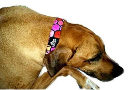 Obojek softshell Molly — foto 3