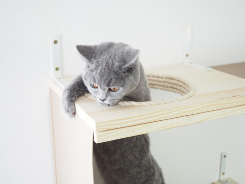 Kočičí prolézačka CATTISH SINGLE — foto 3