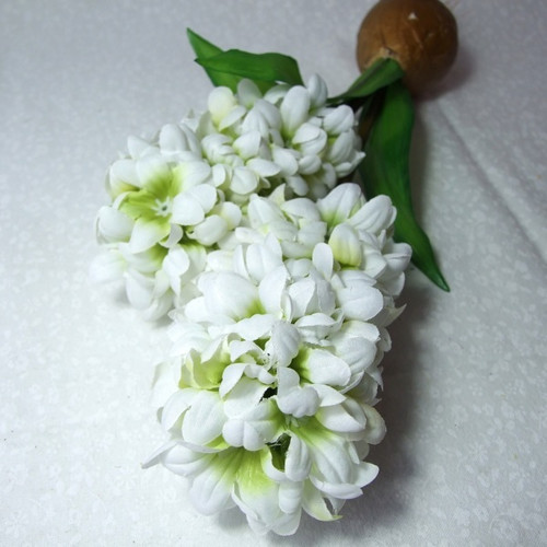 Hyacint bílý — foto 2