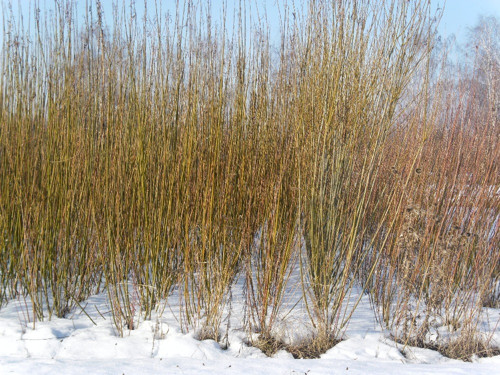 Vrbové proutí — foto 3