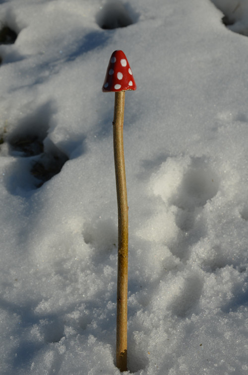 Už zase rostou! — foto 2