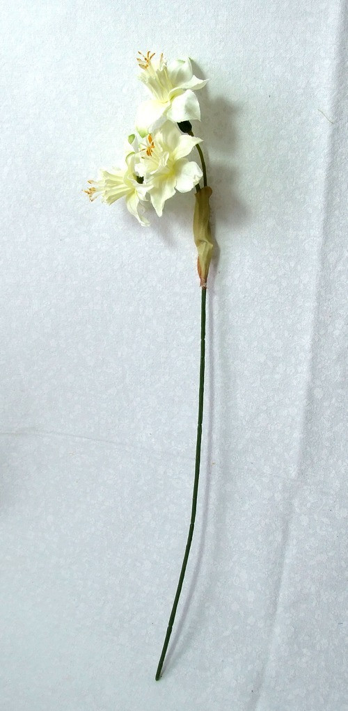 Narcis bílý — foto 2