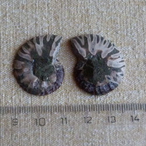 Amonit - pár (1) — foto 3