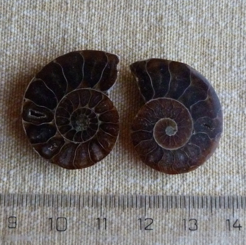 Amonit - pár (1) — foto 5
