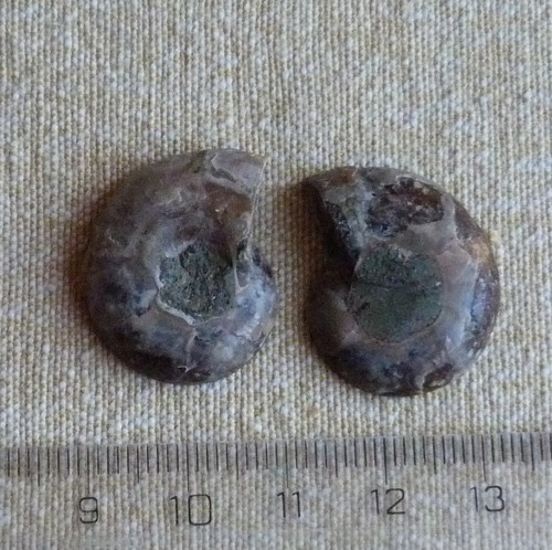 Amonit - pár (4) — foto 2
