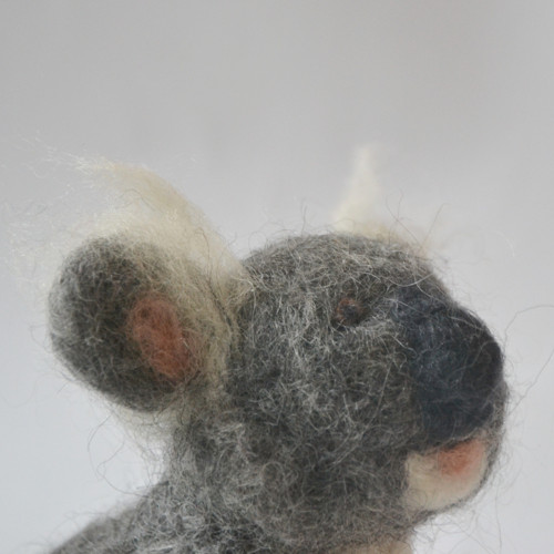 Koala — foto 3