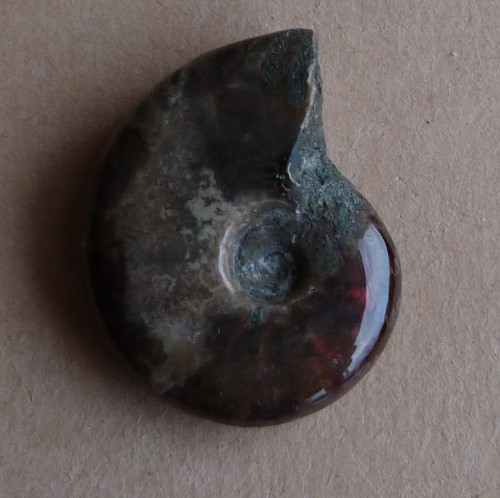 Amonit — foto 3